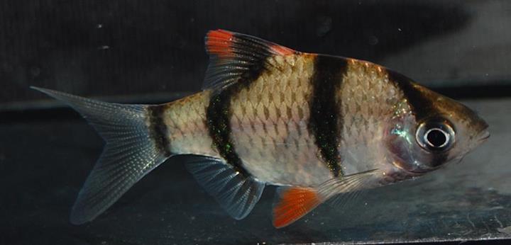 Specimen from the U.K. aquarium trade, collected at an unspecified locality in Kalimantan.
