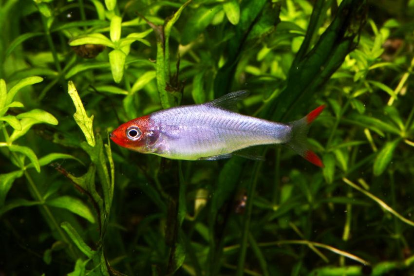 Adult male.