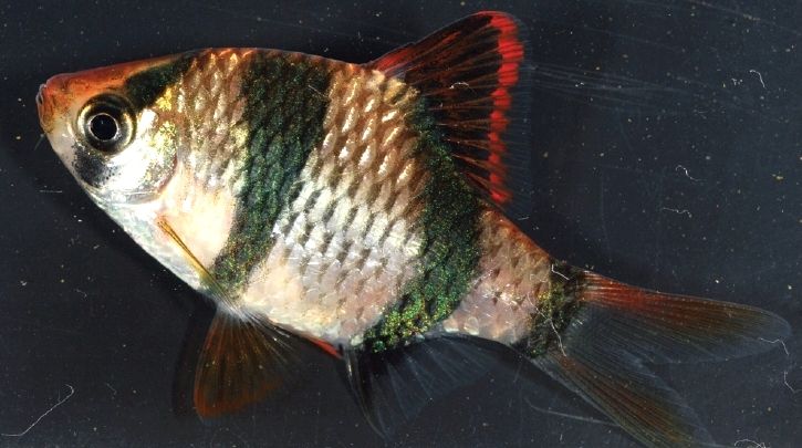 Holotype, measuring 41.7 mm SL.