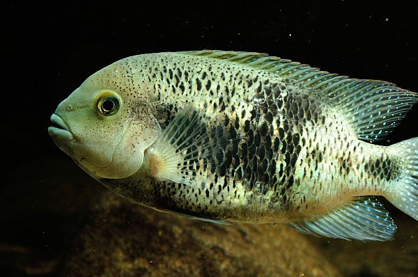 Theraps intermedius