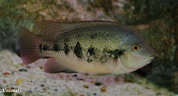 'Cichlasoma' sieboldi