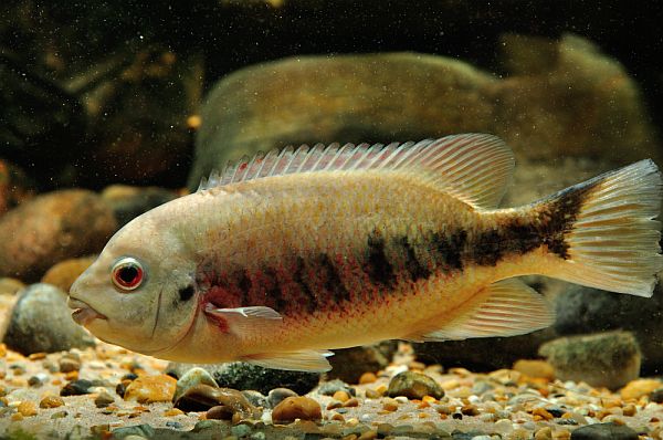 Tomocichla tuba