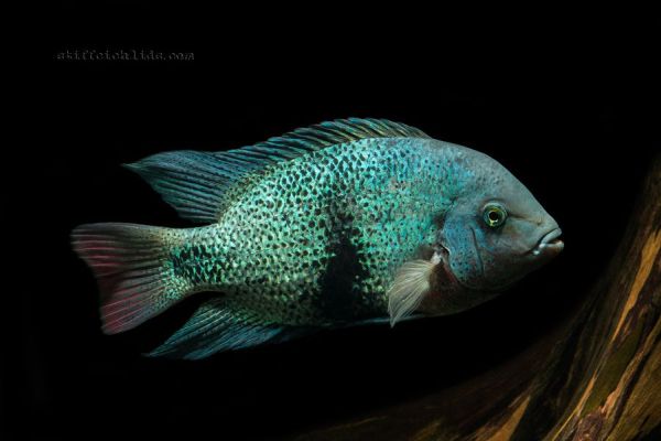 Vieja maculicauda, type species of the genus