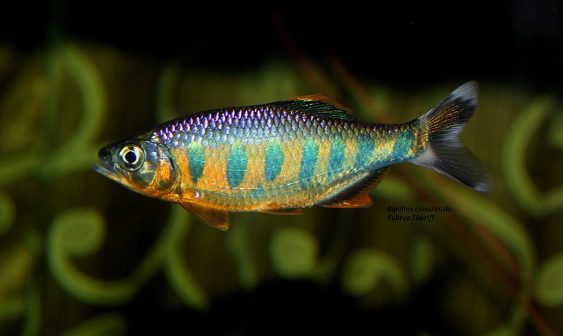 Adult male individual.