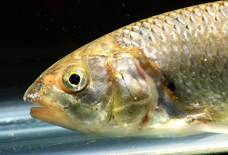 Detail of head, adult male individual. Note breeding tubercules on snout.