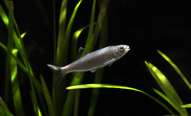 Juvenile from the German aquarium trade.