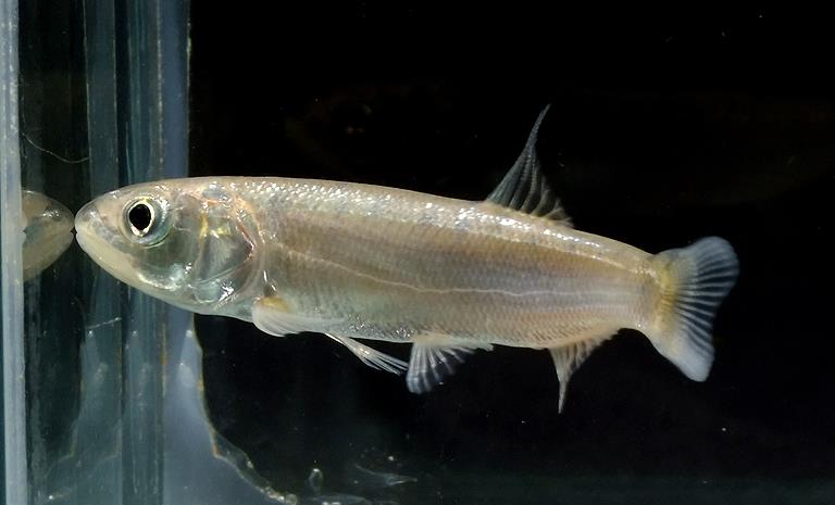 Subadult from West Bengal state.