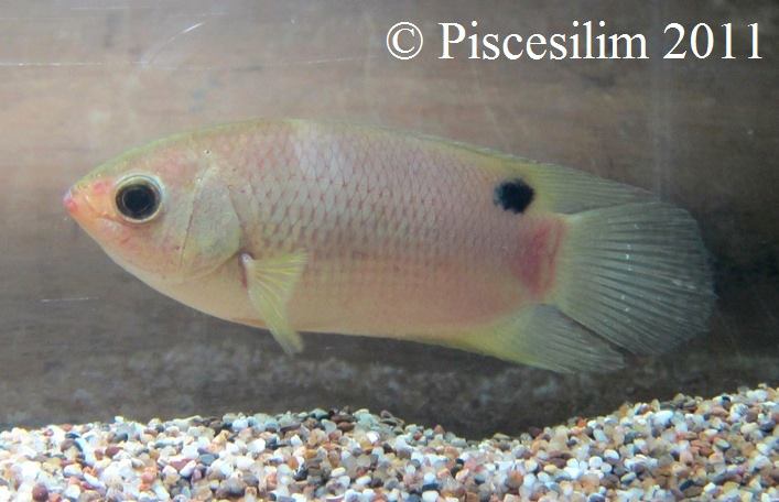 Specimen from Perak state, Peninsular Malaysia.