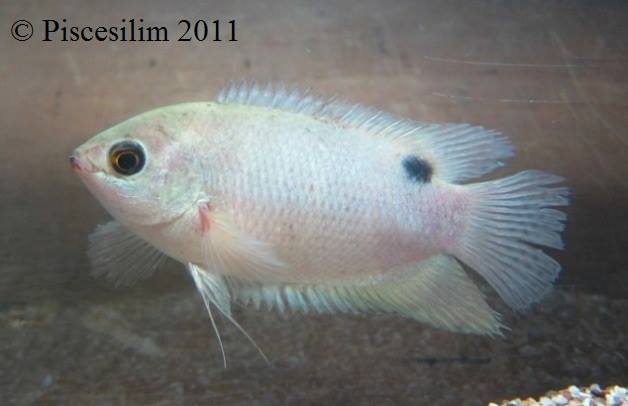 Adult female from Perak state, Peninsular Malaysia.