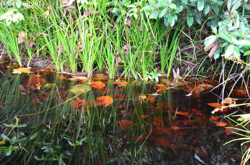 Blackwater habitat in the North Selangor Peat Swamp Forest, western Peninsular Malaysia.