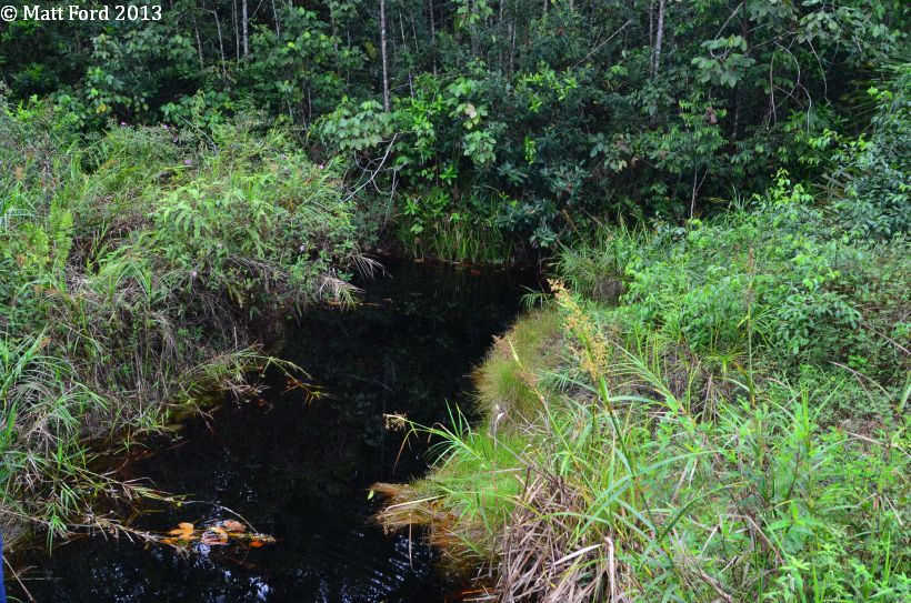 Blackwater habitat in the North Selangor Peat Swamp Forest, western Peninsular Malaysia.