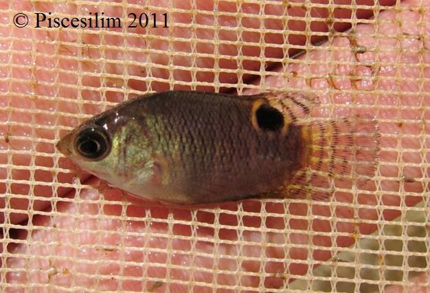 Juvenile from Perak state, Peninsular Malaysia.