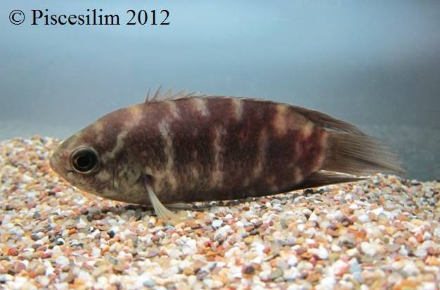 Individual displaying typical stress/nocturnal colour pattern.