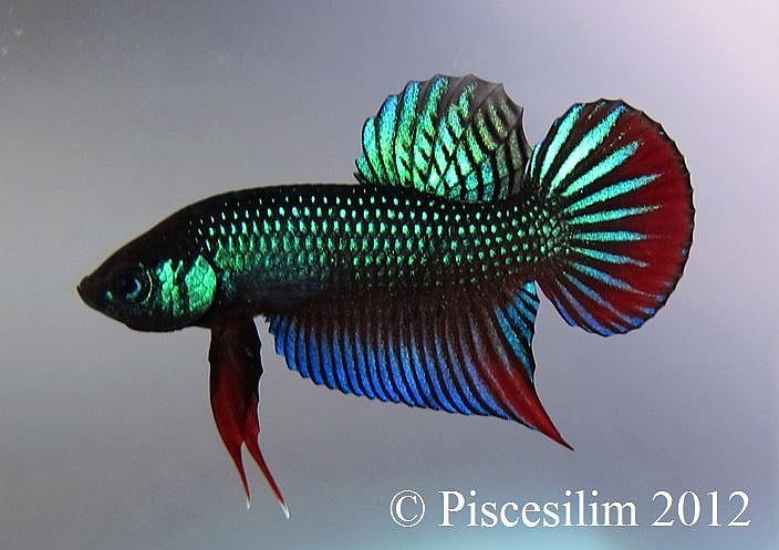 Adult male from Penang state, Peninsular Malaysia; aggressive mood.