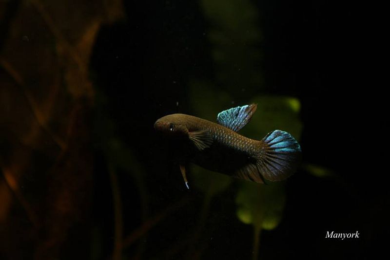 Adult male specimen.