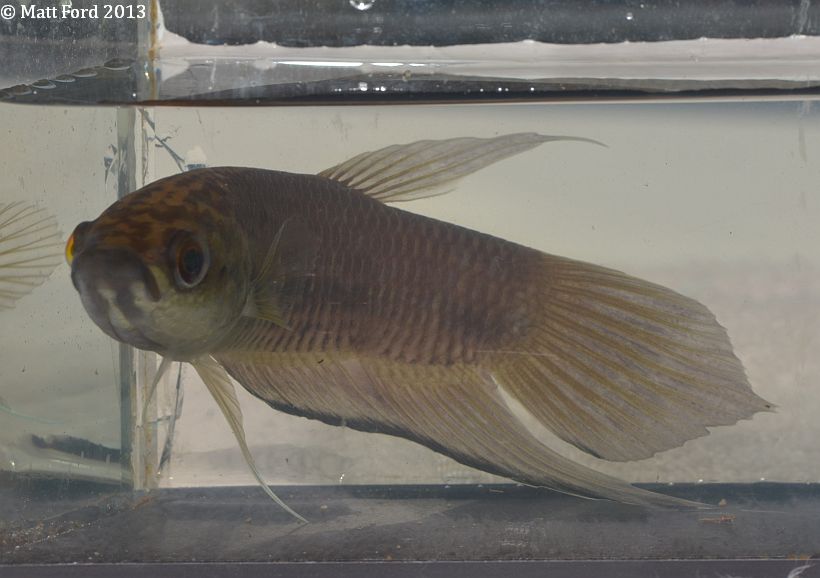 Adult male from Kelantan state, Peninsular Malaysia, displaying the characteristic throat marking.