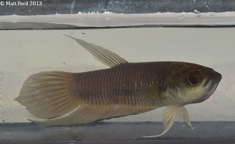 Mouthbrooding adult male from Kelantan state, Peninsular Malaysia.