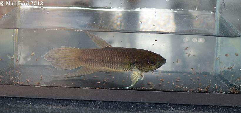 Adult male from Kelantan state, Peninsular Malaysia with brood of free-swimming fry released while in the photo aquarium.