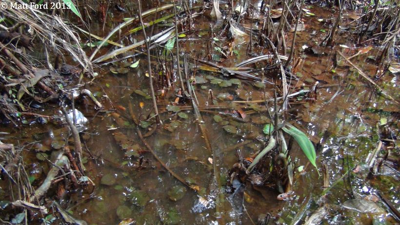 Habitat in Kelantan state, Peninsular Malaysia.
