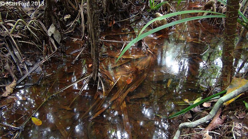 Habitat in Kelantan state, Peninsular Malaysia.