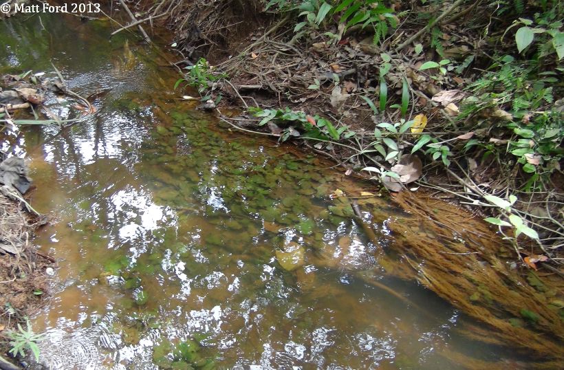 Habitat in Kelantan state, Peninsular Malaysia.