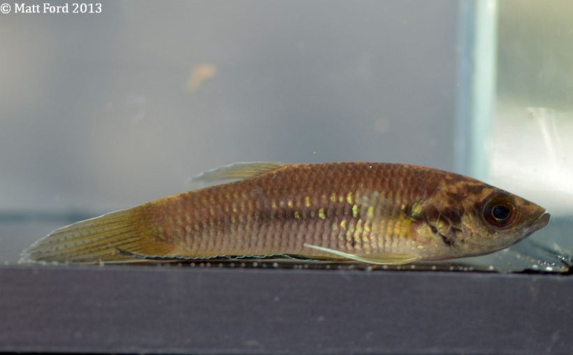Adult female from Kelantan state, Peninsular Malaysia.