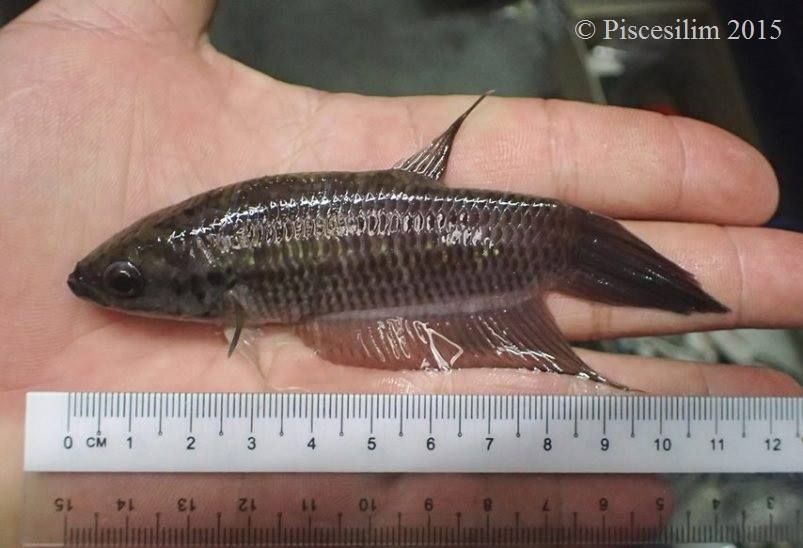 Individual from Kelantan state, Peninsular Malaysia collected as fry and grown on in an aquarium.