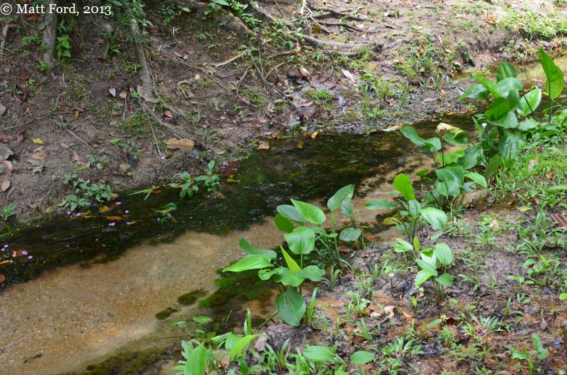 Clear water stream habitat on Penang Island, Malaysia.