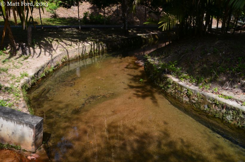 Highly-modified habitat on Penang Island, Malaysia.