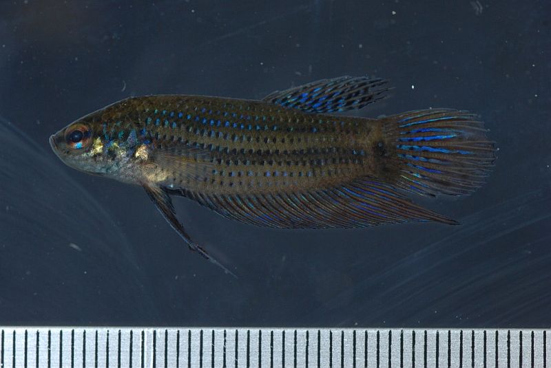 Male from the Xouang river basin, Vientiane province, Laos.