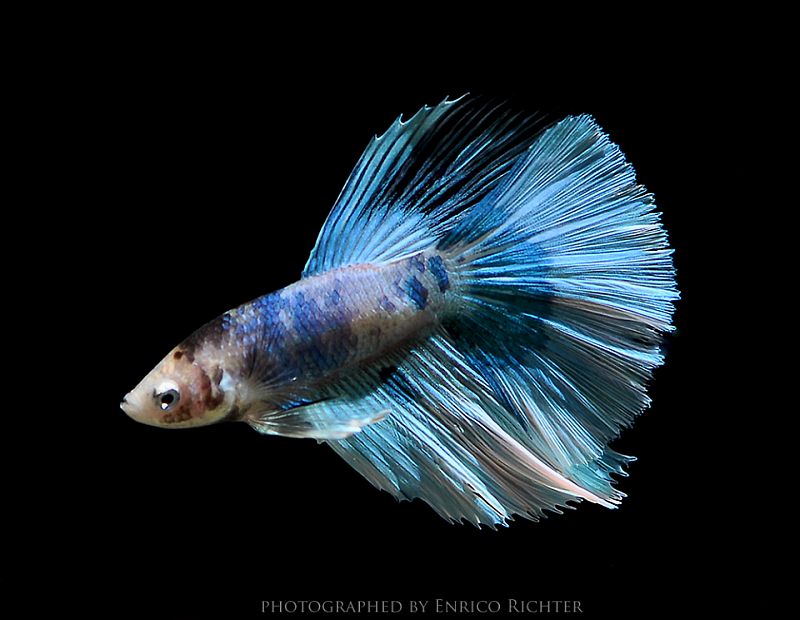 Adult male; 'delta tail' ornamental strain.