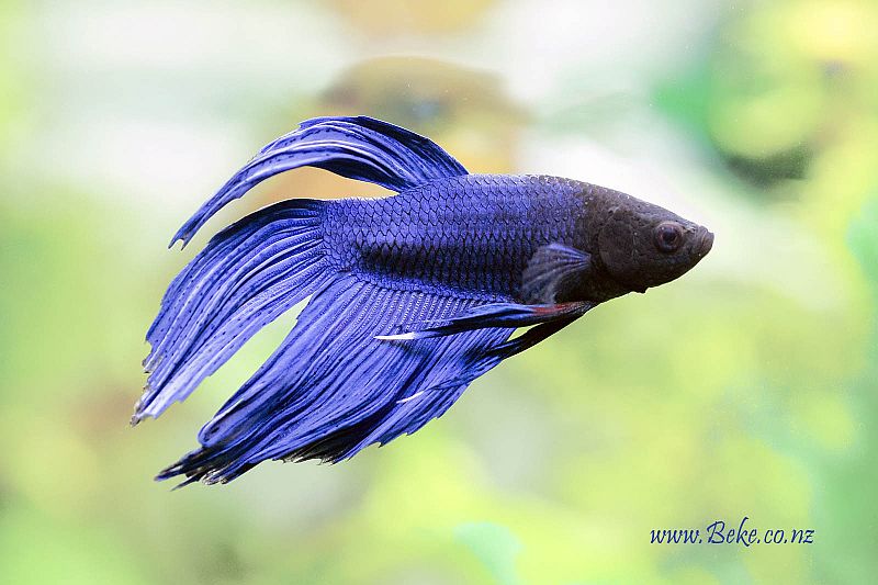 Adult male; 'veil tail' ornamental strain.