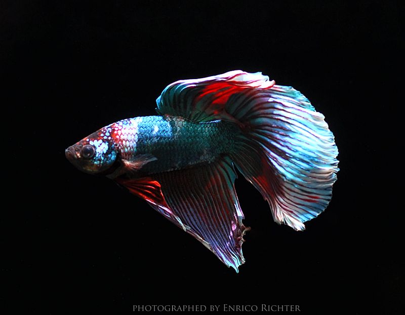 Adult male; 'round tail' ornamental strain.