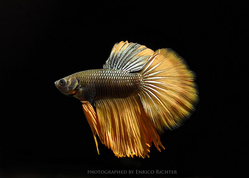 Adult male; 'delta tail' ornamental strain.