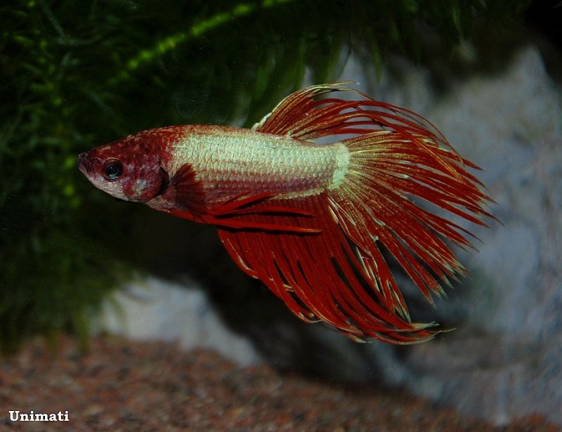 Adult male; 'crown tail' ornamental strain.