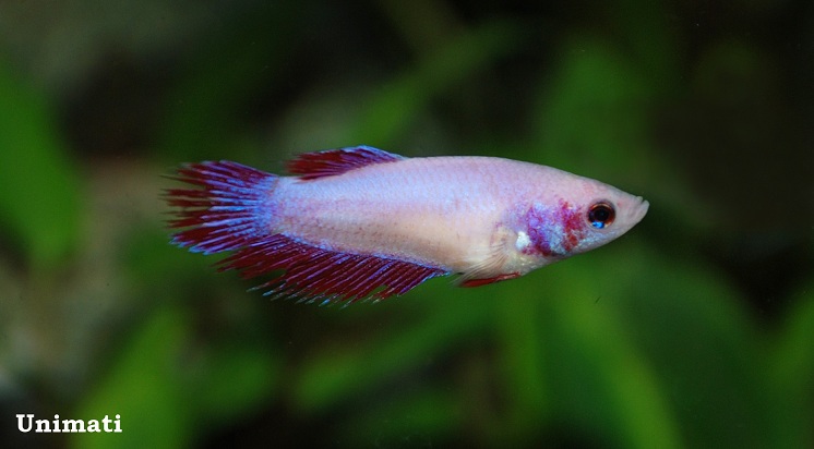 Adult female; 'crown tail' ornamental strain.
