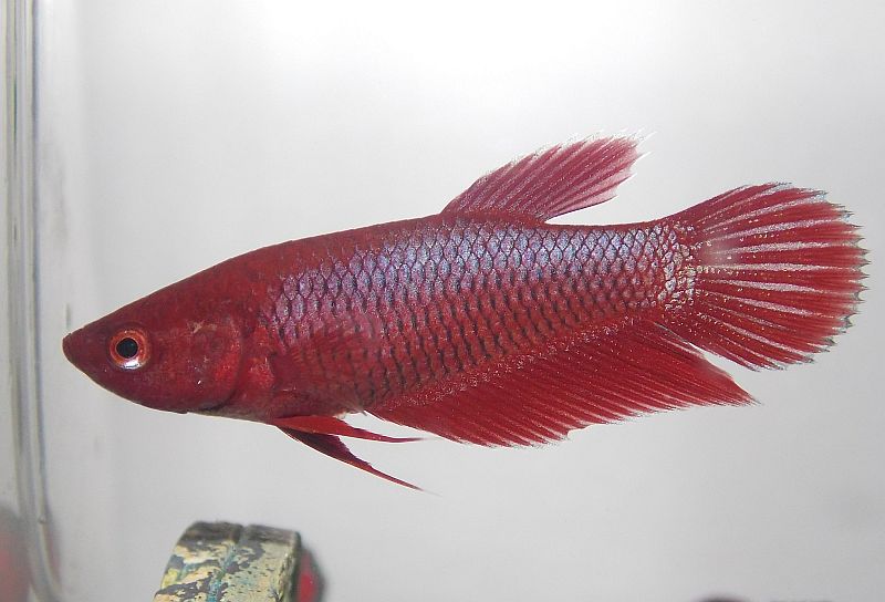 Adult female; ornamental strain.