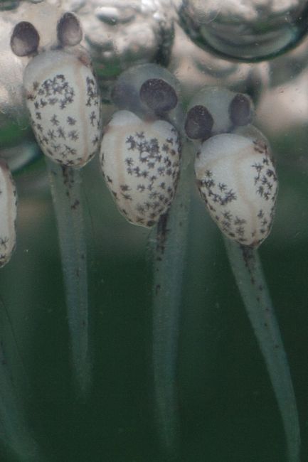 Close-up of yolk sac fry.