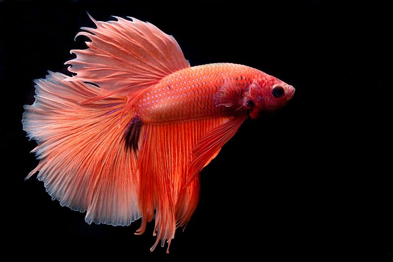 Adult male; 'half moon orange' ornamental strain.