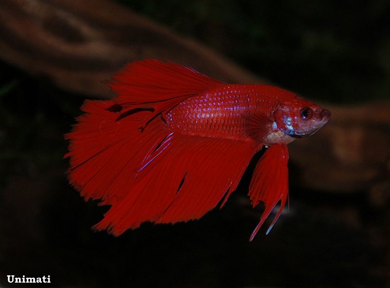 Adult male; 'half moon' ornamental strain.