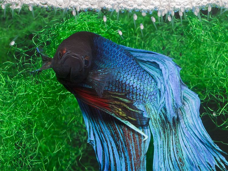 Adult male, ornamental 'veil tail' strain, beneath his bubble nest with newly-hatched yolk sac fry.