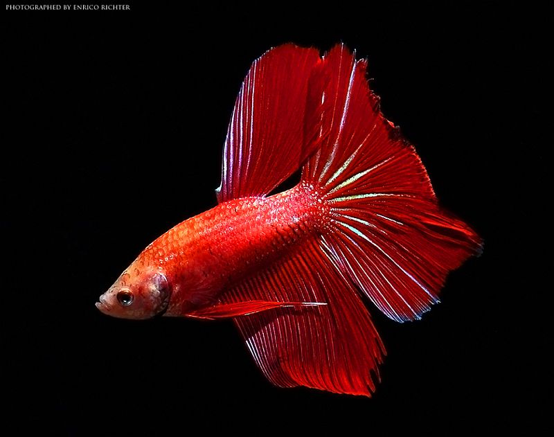 Adult male; 'super delta tail' ornamental strain.
