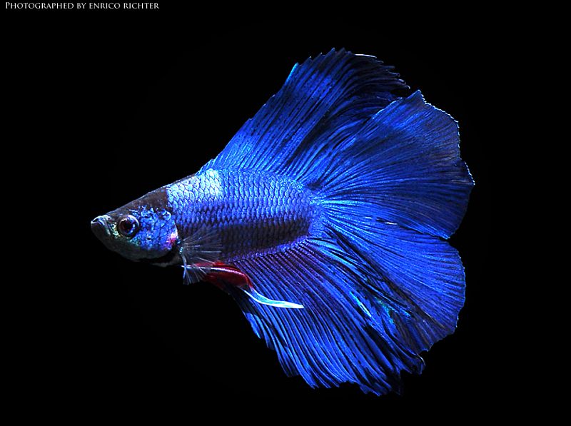 Adult male; 'twin tail' ornamental strain.