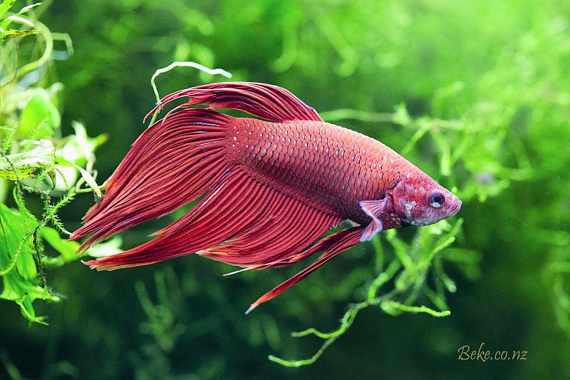 Adult male; 'veil tail' ornamental strain.