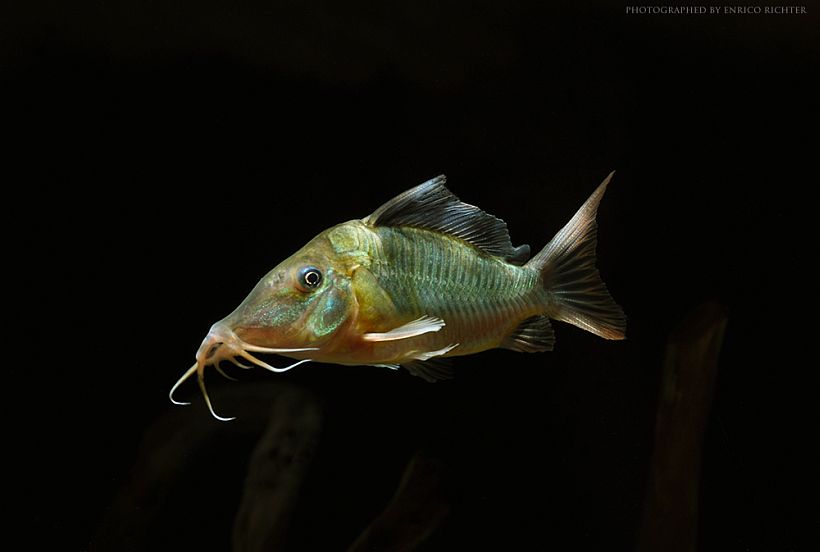 Wild specimen from Peru.