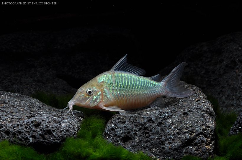 Wild adult specimen from Brazil.