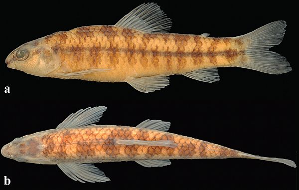 Characidium deludens, holotype, MZUSP 115009, 48.3 mm SL, female, Brazil, Bahia, Piatã, rio Cochó, tributary of upper rio Paraguaçu basin: (a) lateral and (b) dorsal views