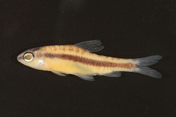 Characidium nana, holotype, MPEG 31838, 21.5 mm SL, from Rio 13 de Maio, approximately 40 km from Castelo dos Sonhos, Pará, Brazil