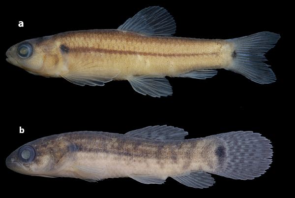 Characidium summus (a), holotype, MZUSP 116954, 34.5 mm SL, rio Pacaás Novos, tributary of rio Mamoré, Rondônia, Brazil. Lateral view of Erythrinus erythrinus (b) collected with C. summus, UFRO-I 23294, 33.7 mm SL, showing colour pattern