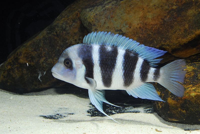 Young adult female, 'Blue Zaire' form; Moba, Democratic Republic of the Congo.